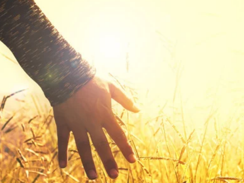 Tao Healing Hands Blessing/Healing