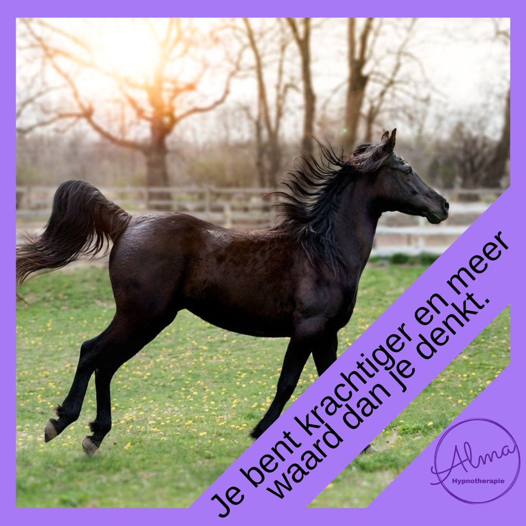 paard in de wei. Je bent krachtiger en meer waard dan je denkt.